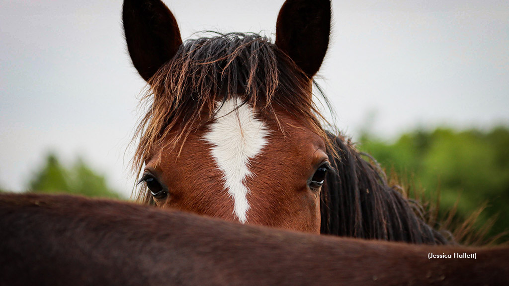 Last Call For Foal Registrations