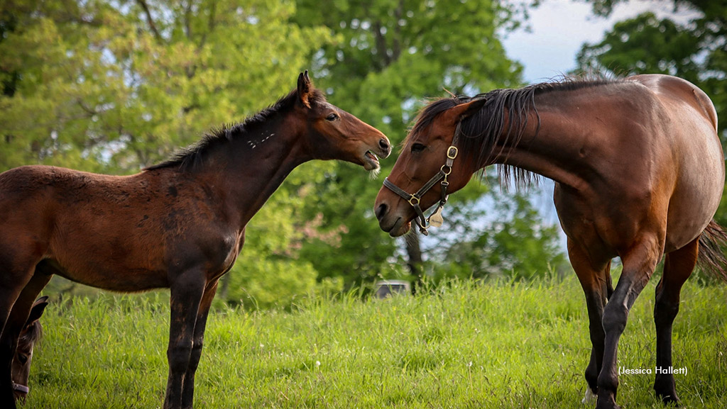 Standardbred mare and foal