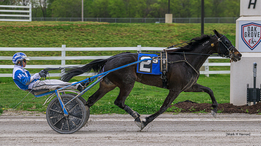Swan Flyer Soars In Oak Grove Open Trot