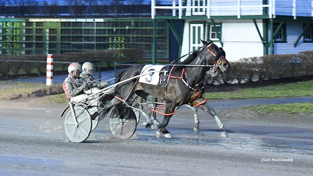Tobins Brownie On Top At Red Shores