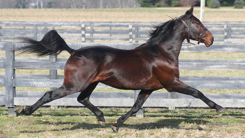 Holy Guacamolie Passes