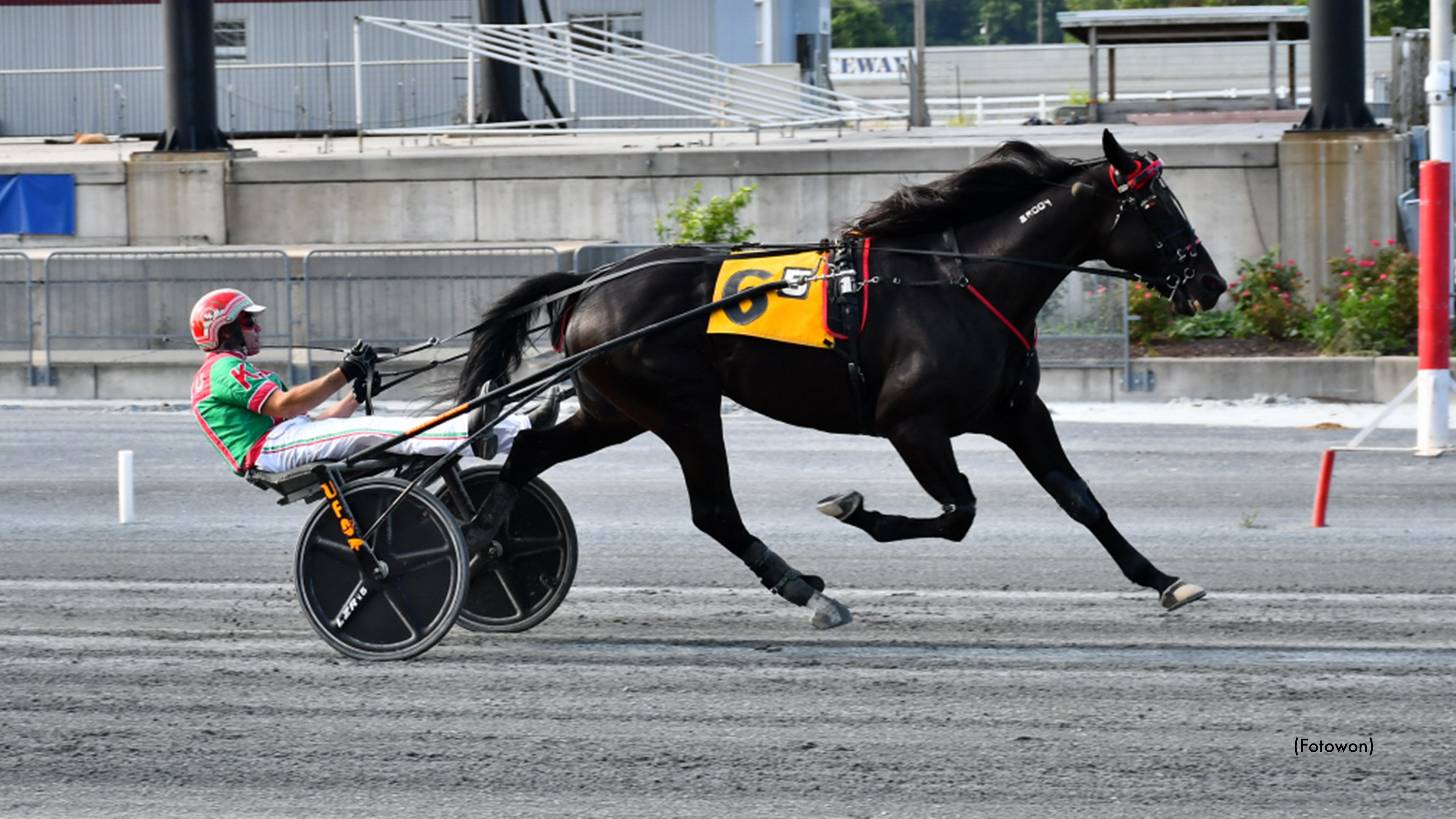 Swan In Motion Tops Harrington Trotters