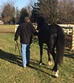 Using the horse to promote:  It’s a no-brainer