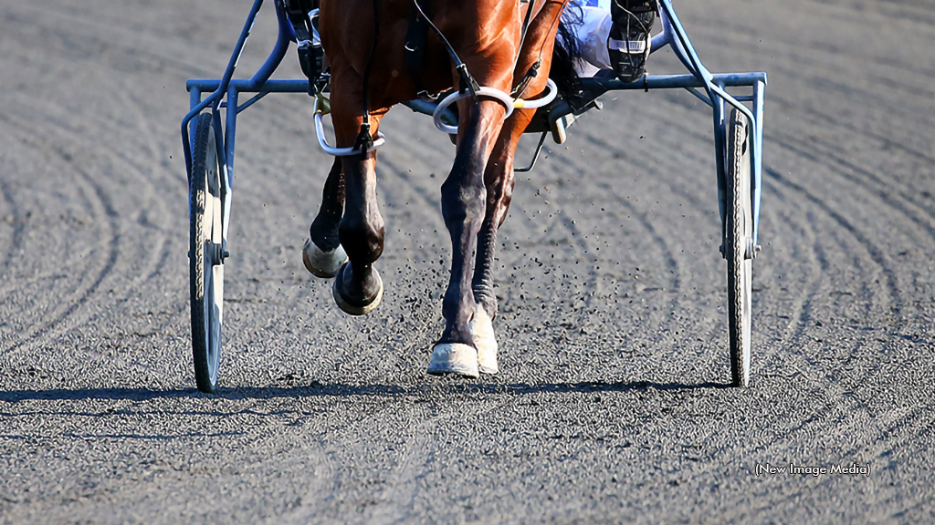 A Standardbred racehorse