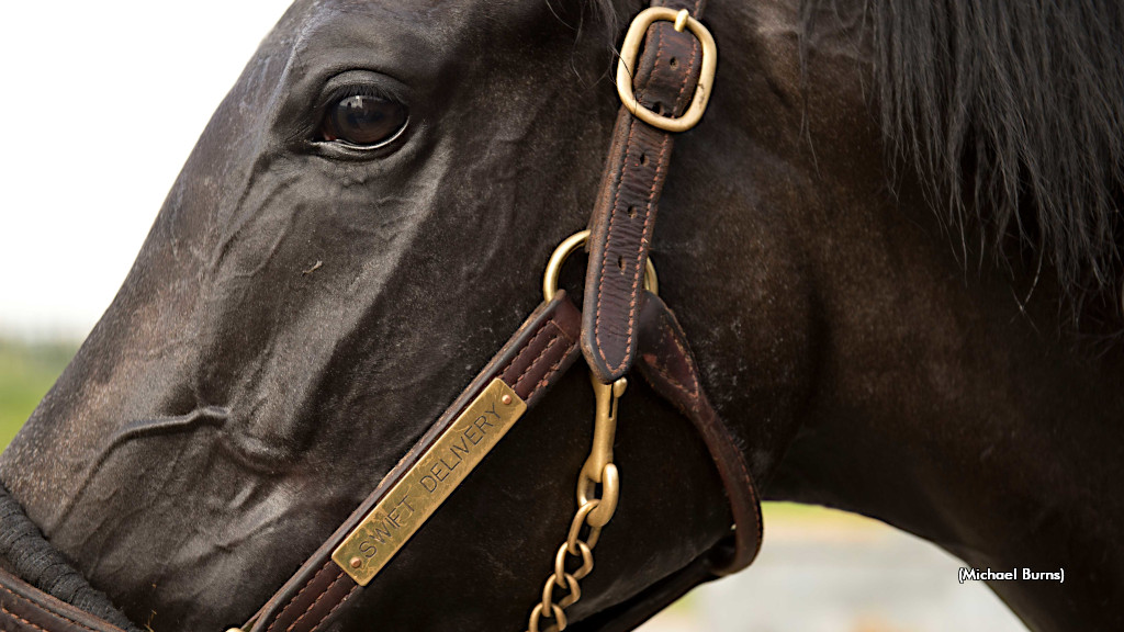 Kelce Swiftly Enters A New Era: Racehorse Ownership
