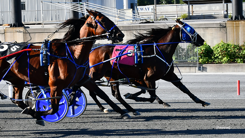 Captaincountrystar Solid In Harrington FFA