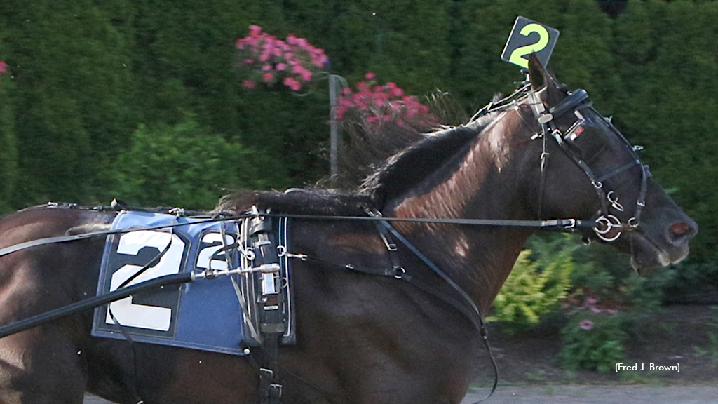 Dandys Mercy A Homebred Delight