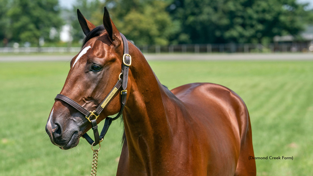 Diamond Creek Farm Announces 2026 Stud Fees