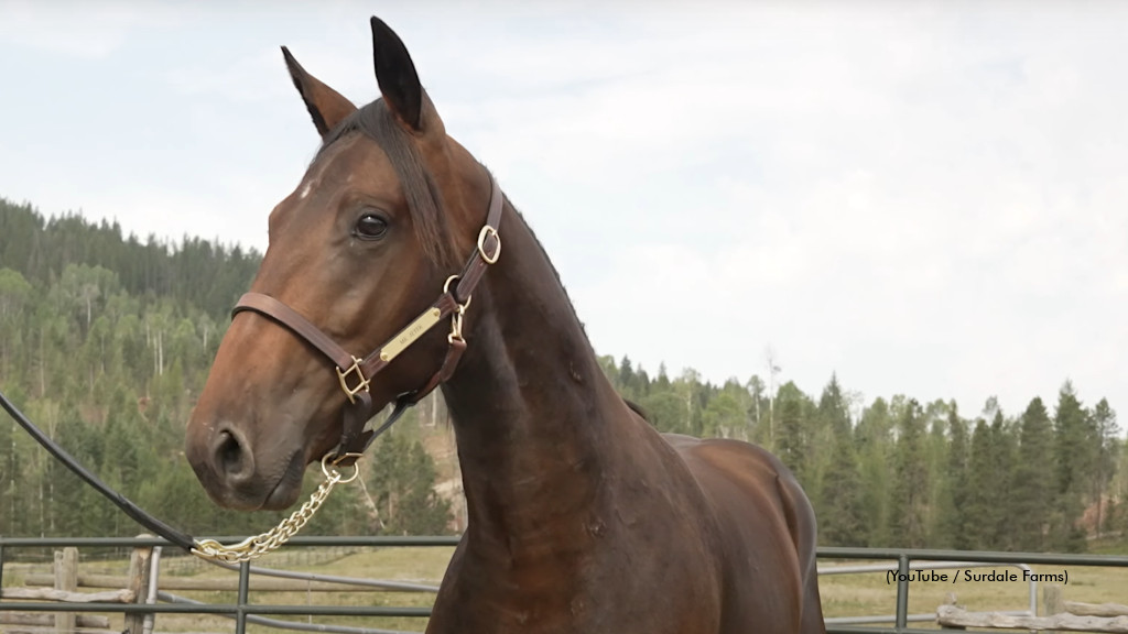 Mr Jeter Tops 2024 ASHA Yearling Sale