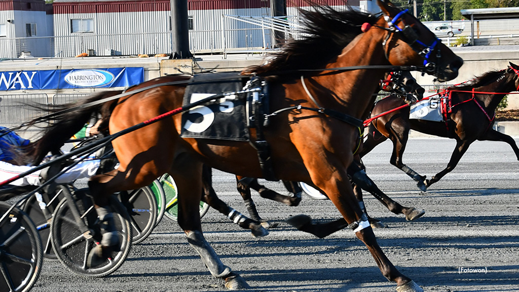 Sinatra De Vie Swoops Late To Harrington FFA Win