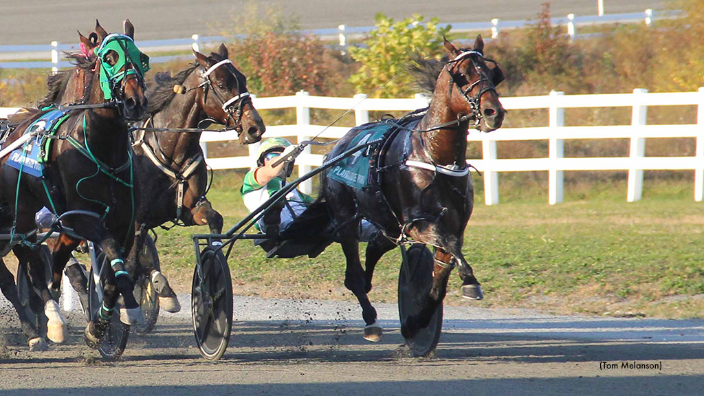 Always A Miki Grinds Out Impressive Plainridge Win