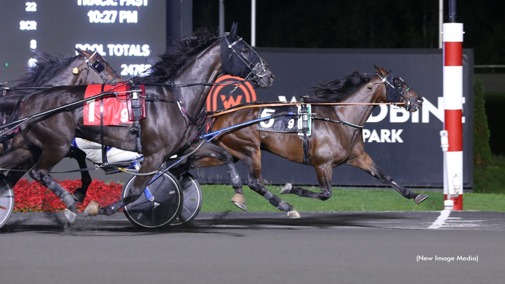 Amigo Volo Pockets Mohawk Preferred Trot