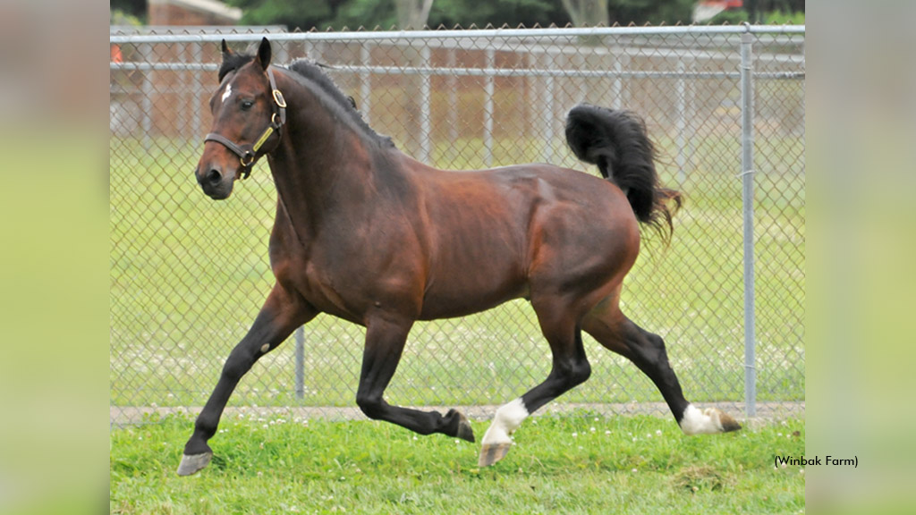 Badlands Hanover Retired From Stallion Duty