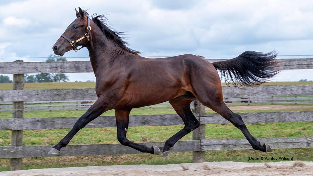 D A Bodacious Tops London Classic Yearling Sale Opener