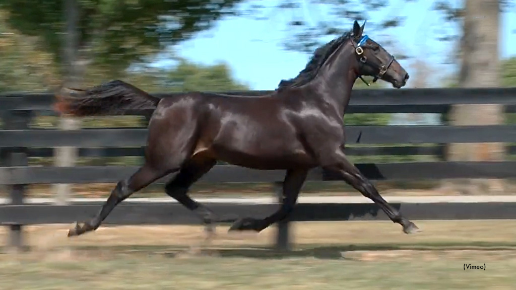 Naughty Beauty Tops Lexington Sale Day Two Naughty Beauty Tops Lexington Sale Day Two