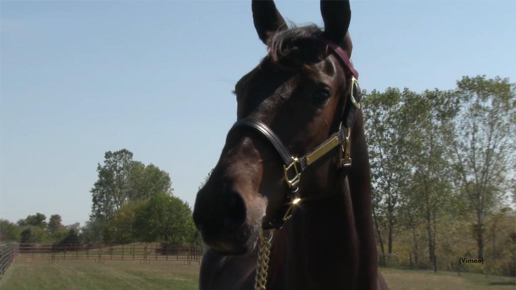 Ponda Type, Whatitisyo Top Hoosier Sale's Opening Day