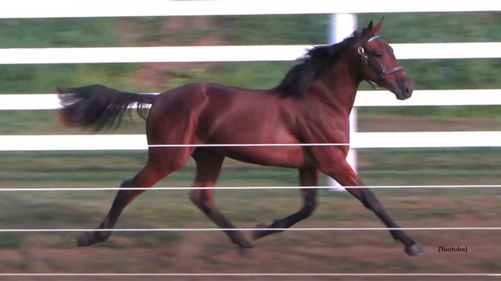 Saulsbrook Big Dog Tops London Classic Yearling Sale