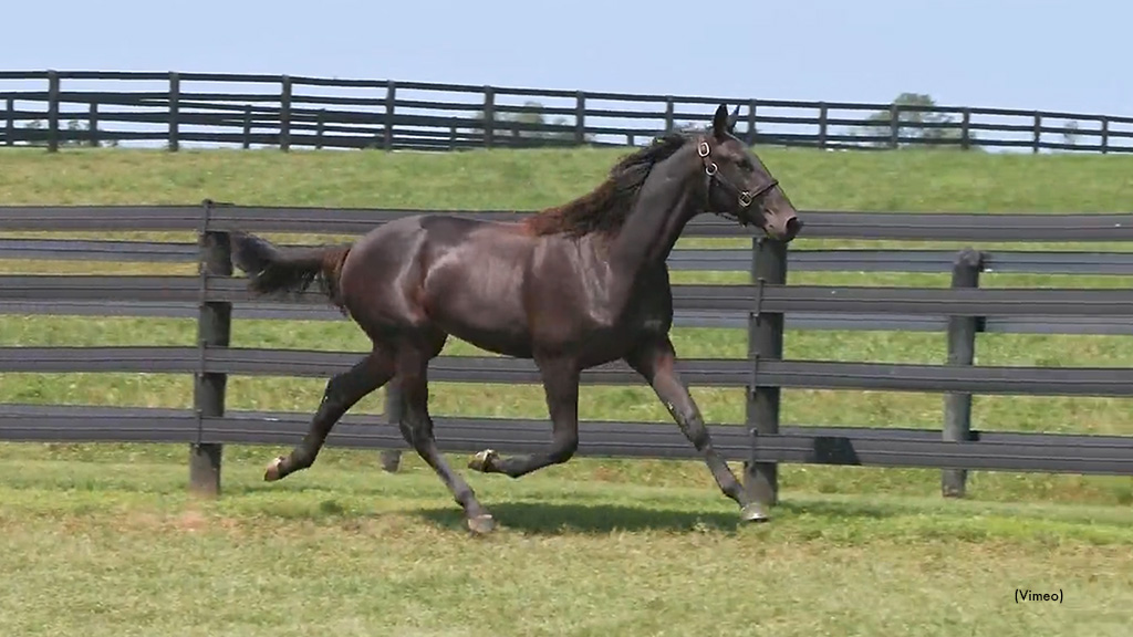 Storybook Love Tops Lexington Sale Third Session