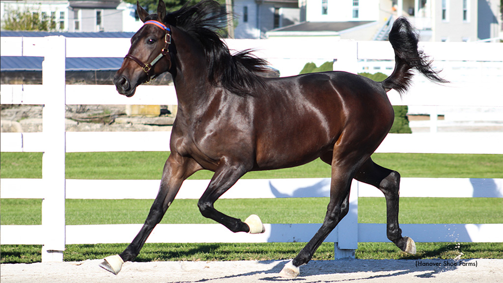 Upgrade, Ellie Hanover Top Harrisburg Day Two