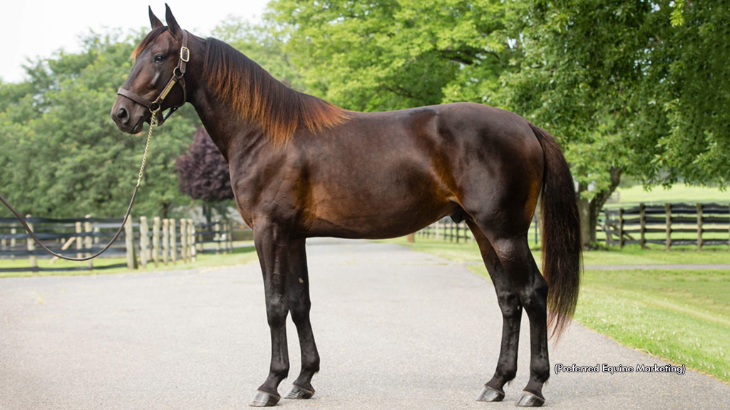 New Stud Fee For Walner