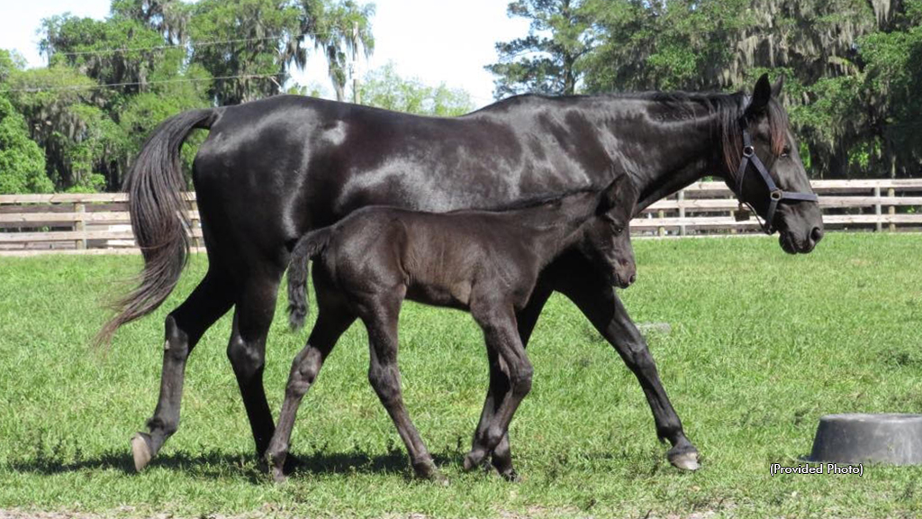 Behindclosedoors Passes