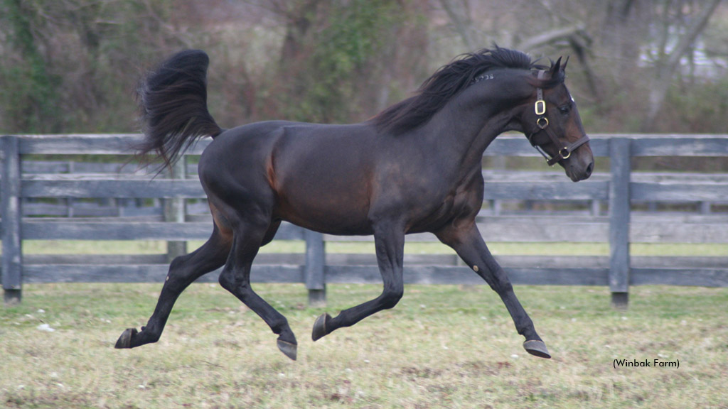 Roddys Bags Again Retired From Stallion Duties