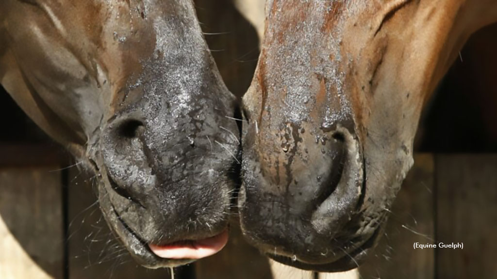 Free Sickness Prevention Course From Equine Guelph