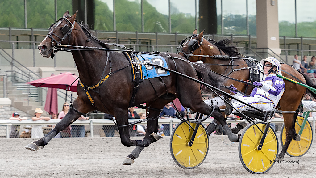 Love Me Some Lou Retired, To Stand Stud