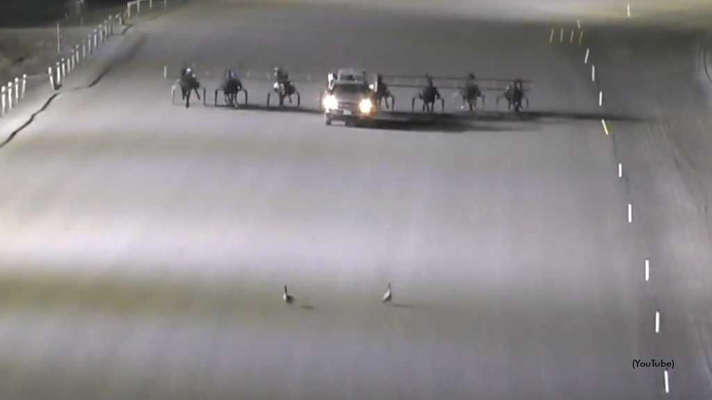 Geese on the track at Flamboro Downs