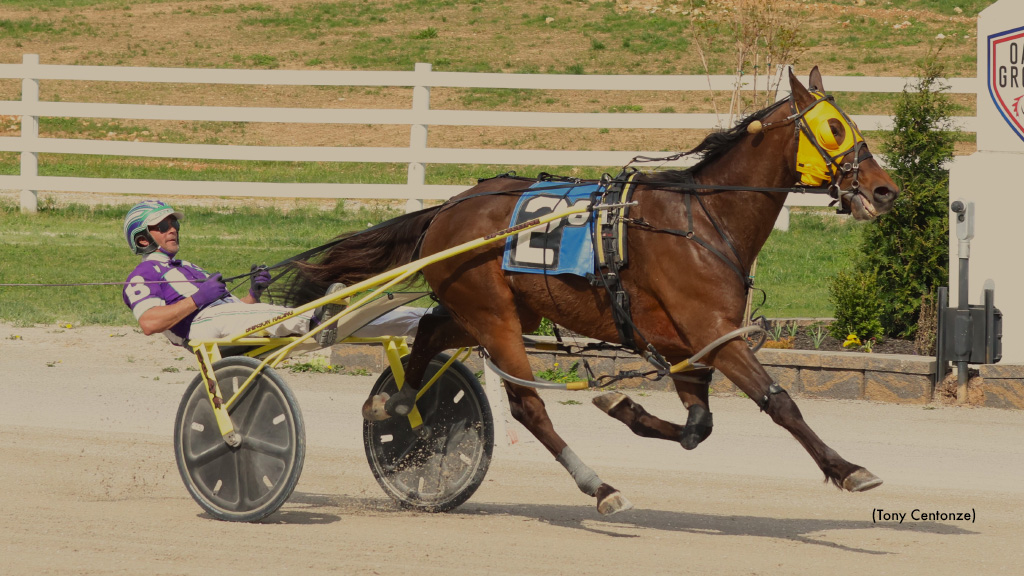 Tip Top Cat, Scorecard Dandy Take Oak Grove Opens