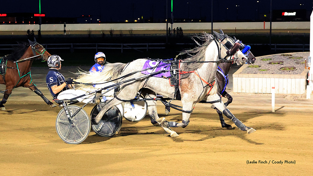 Grey Sea Great In Century Downs Preferred