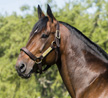 Muscle Mass: A Vet With a Fantastic Idea