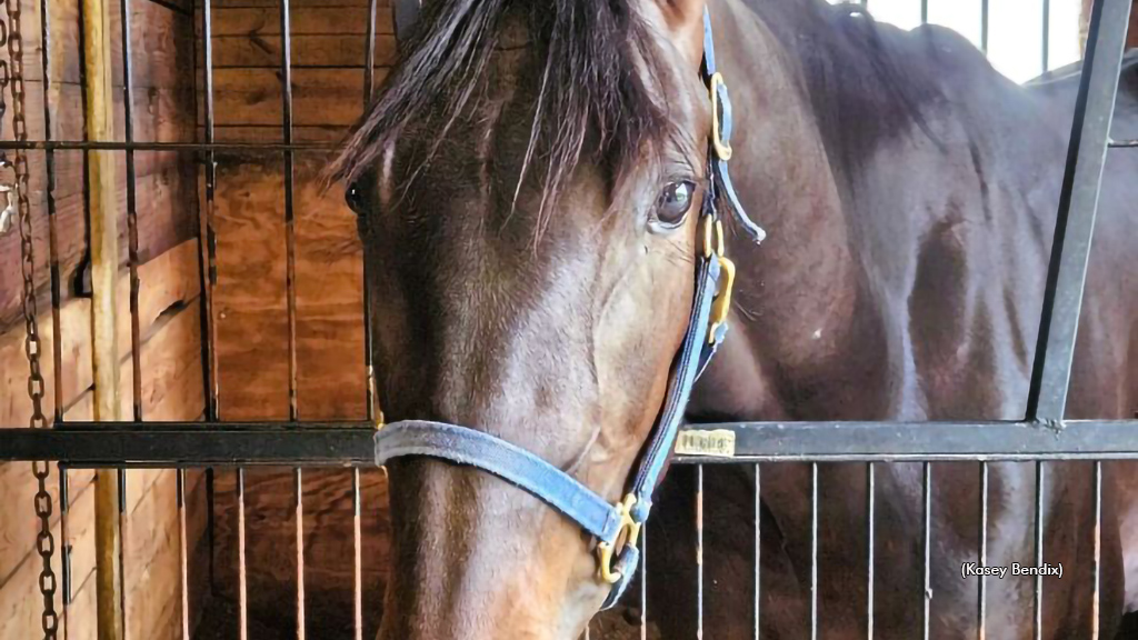 Woodys Girl Looks To Follow in Sister’s Hoofprints