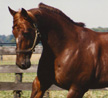Yankee Paco: Canadians’ Career Changing Hambo