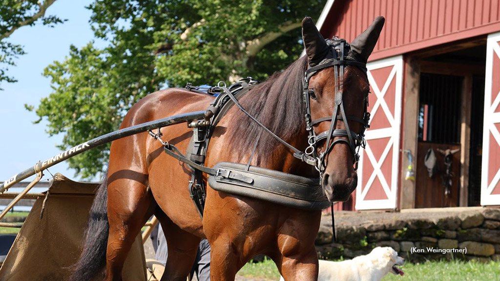 Smedshammer Duo Set For Hambletonian, Oaks Challenges
