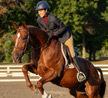 MMXX Standardbreds: Proving Our Breed Can Be Champions Off The Track Too