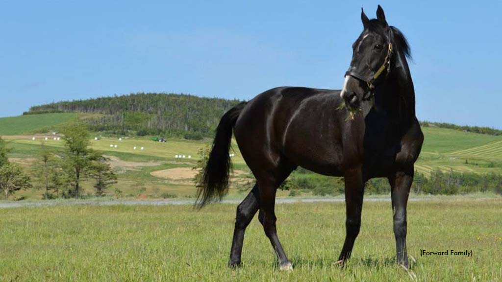 Acme Dynamite Passes