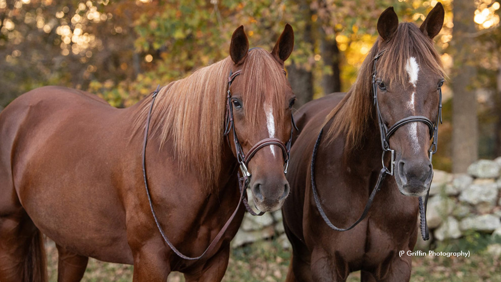 Our Breed Can Be Champions Off The Track Too