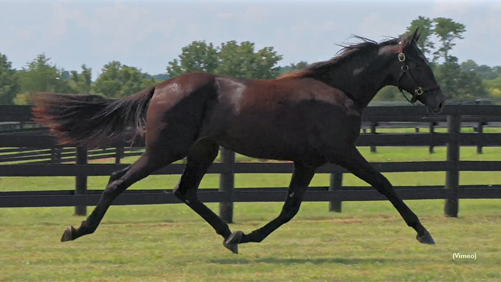 Ebb N Flow Tops Lexington Sale Fourth Session