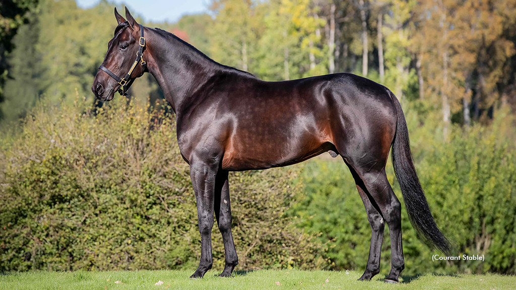 Kilmister To Stand Stud In 2026