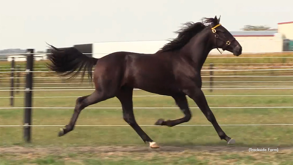 Respectable Son Tops Buckeye Classic Sale