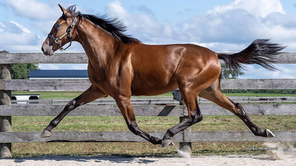 Roca Tops 2025 London Classic Yearling Sale