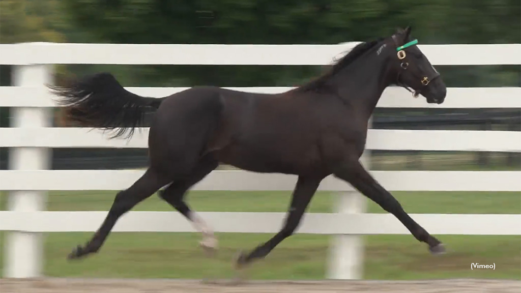 Shoreline Station Tops Lexington Sale Day Three