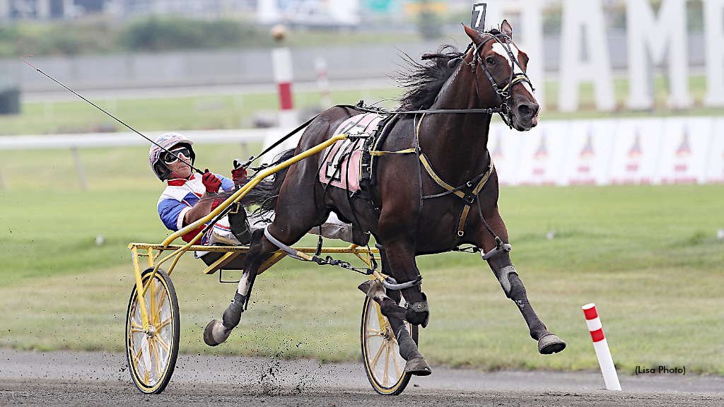 New 2026 Stud Fee For Sweet Lou