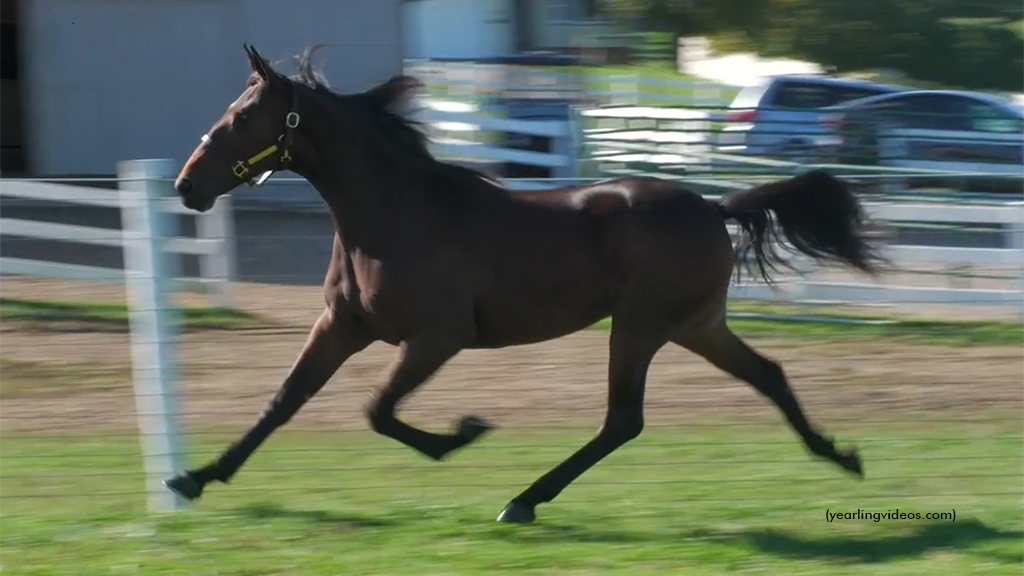 Blooded Horse Fall Sale Complete