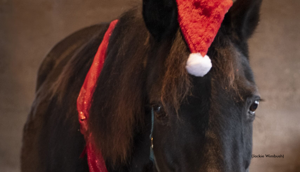 Foamy In Mohawk Spotlight