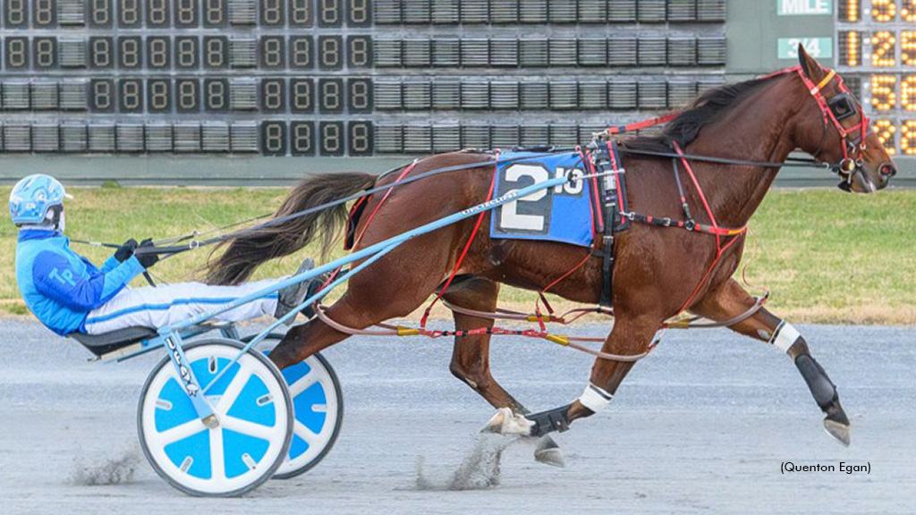 Primo Maschio Peerless In Dover DSBF Prelim