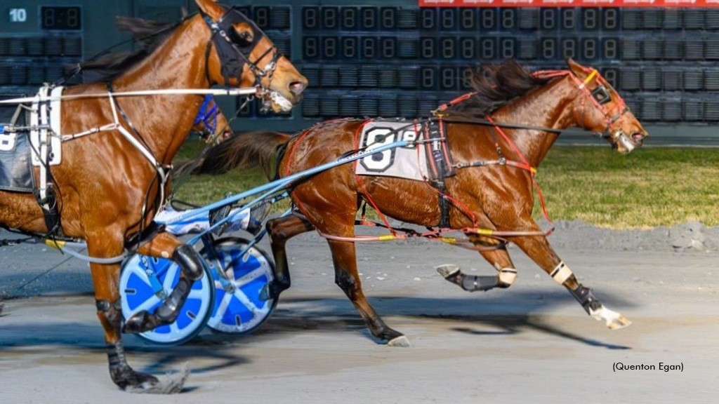 Primo Maschio Sweeps Dover DSBF Series