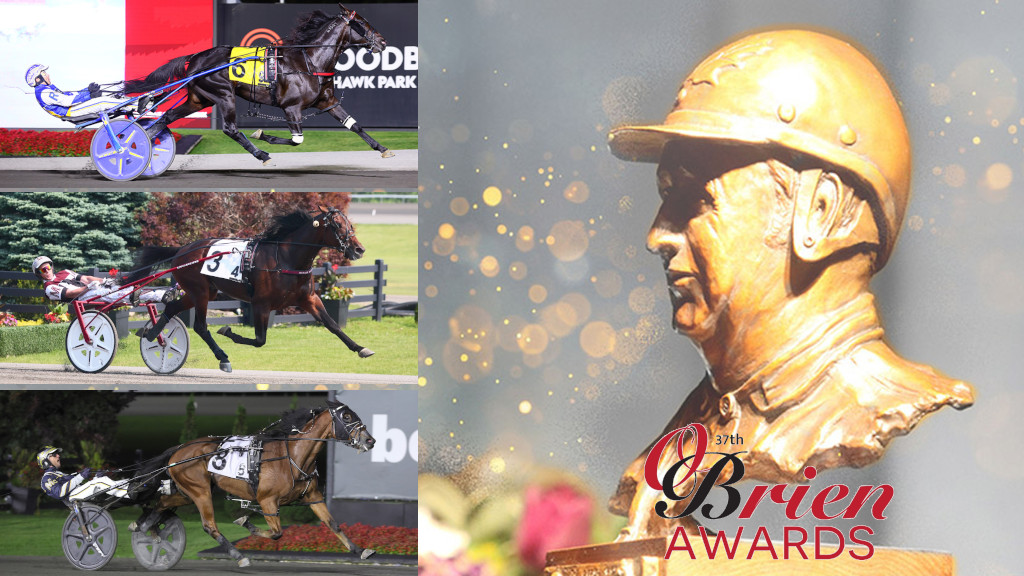 O’Briens Profiles: Three-Year-Old Trotting Colt