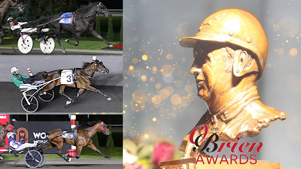 O'Briens Profiles: Older Trotting Mare